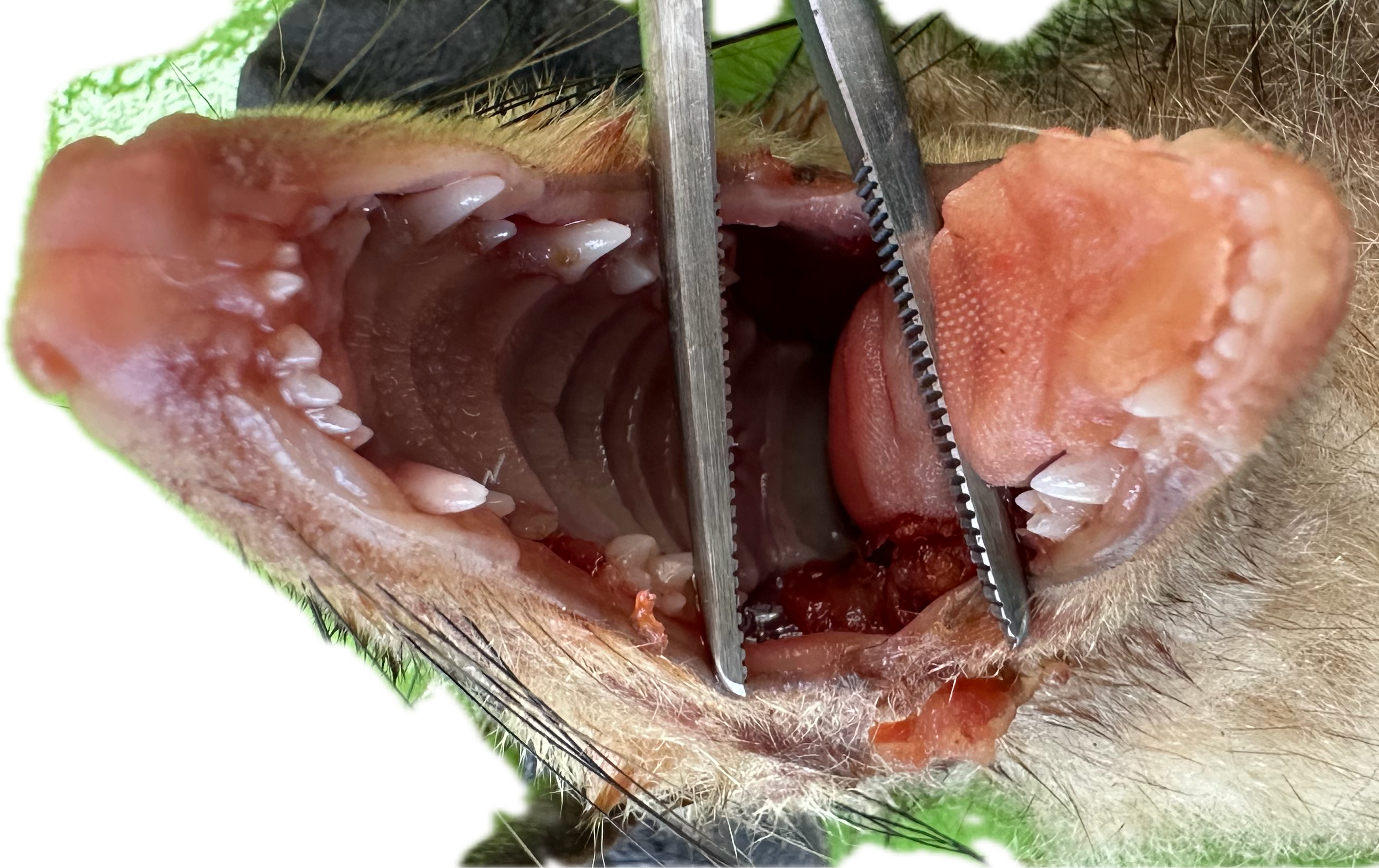 Oral/Nasal Patológico 6