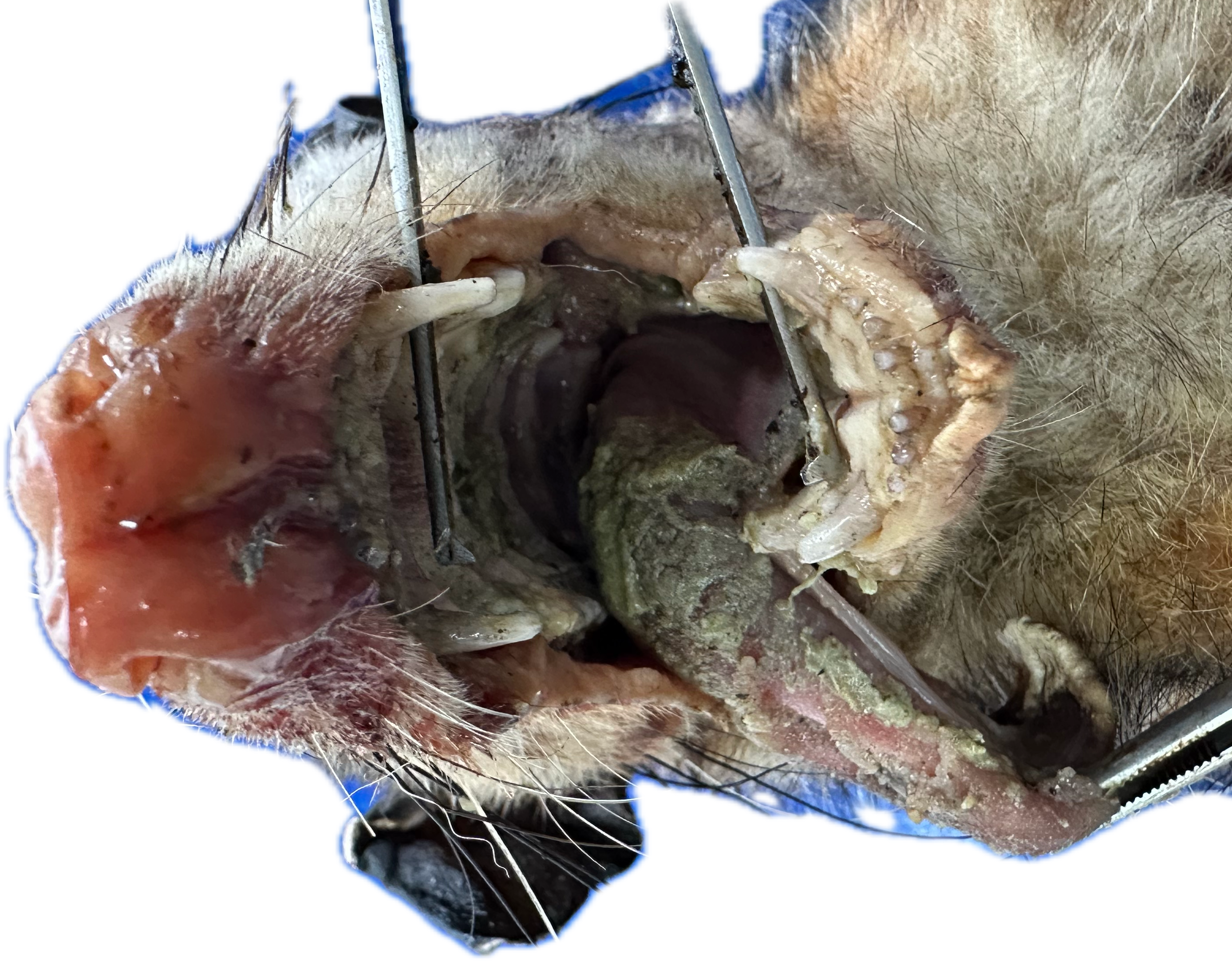 Oral/Nasal Patológico 7