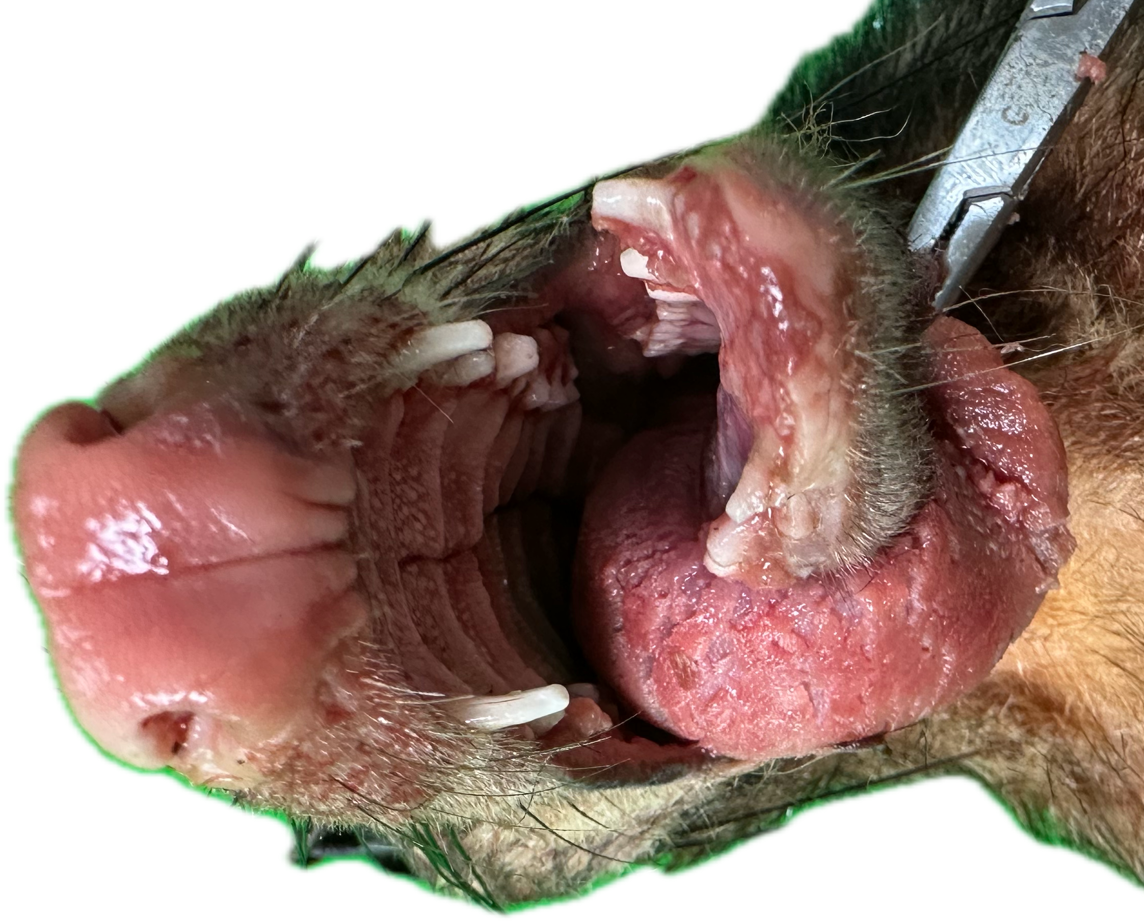 Oral/Nasal Patológico 8