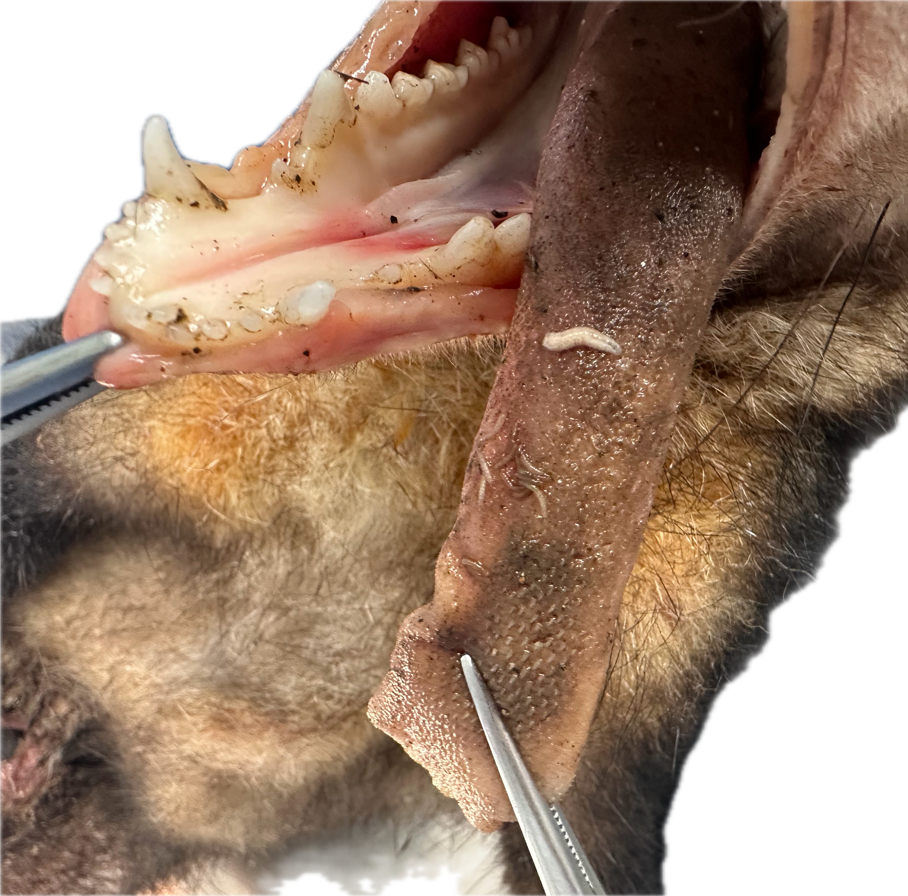 Oral/Nasal Patológico 4