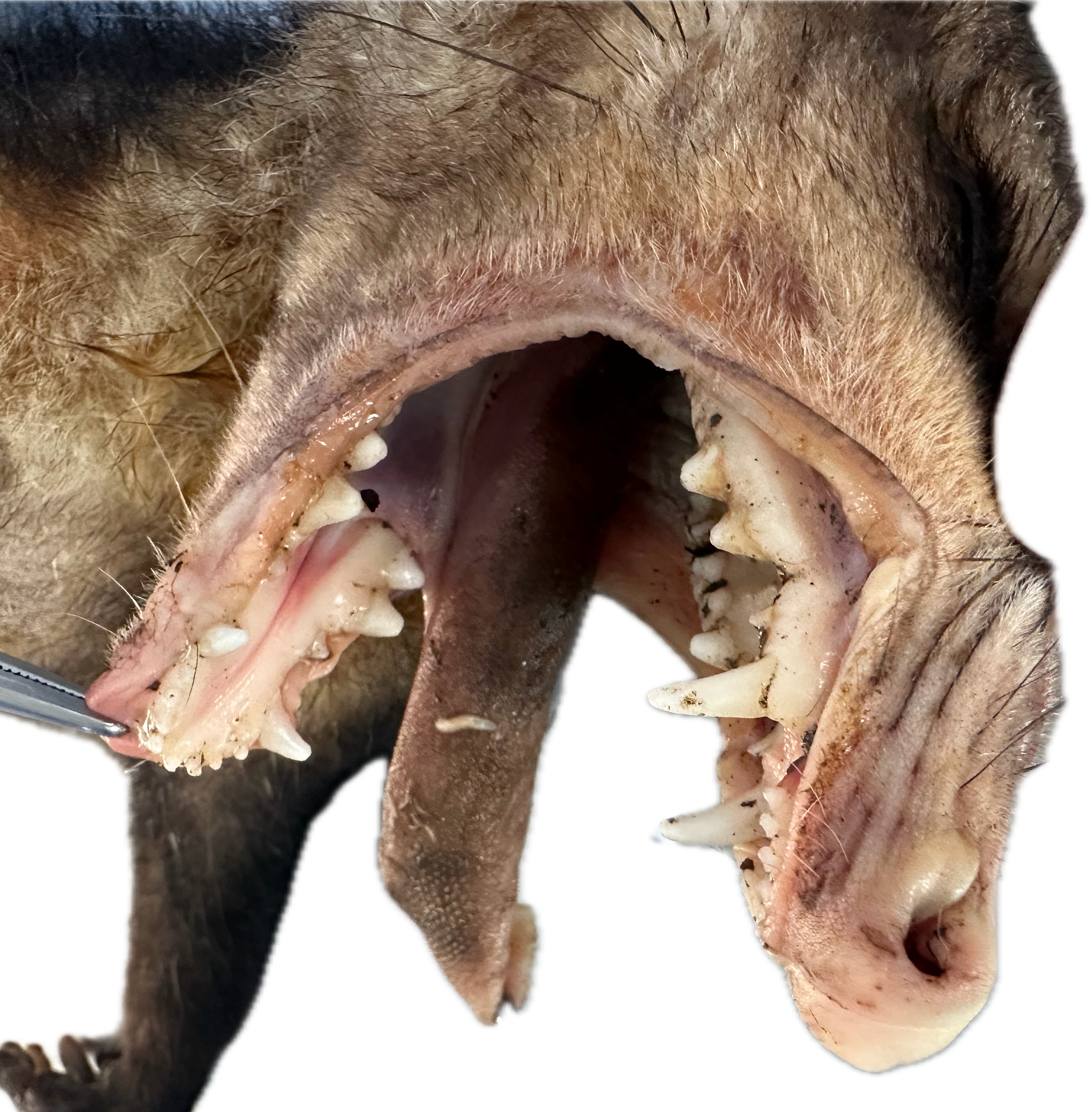 Oral/Nasal Patológico 5