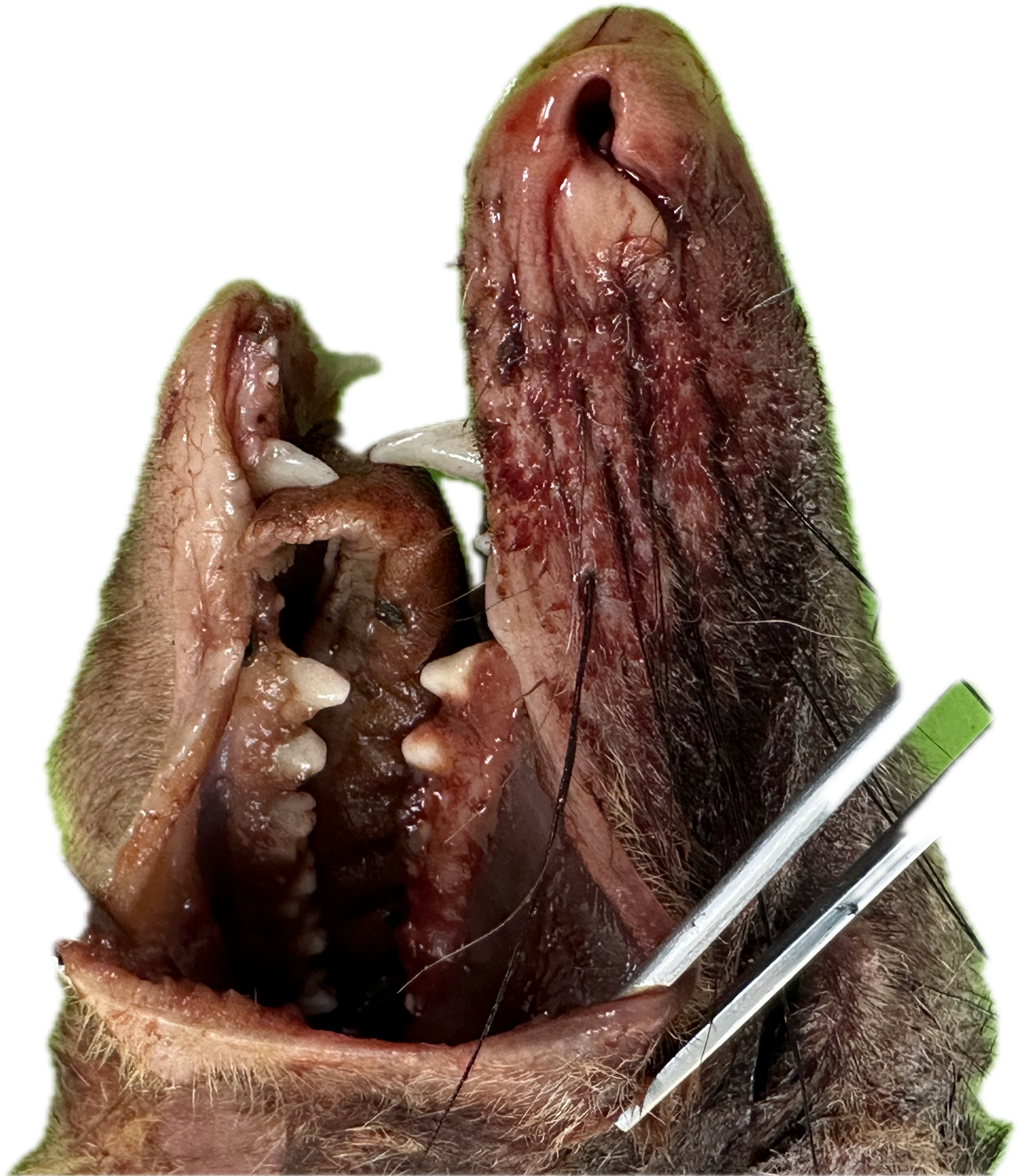 Oral/Nasal Patológico 1
