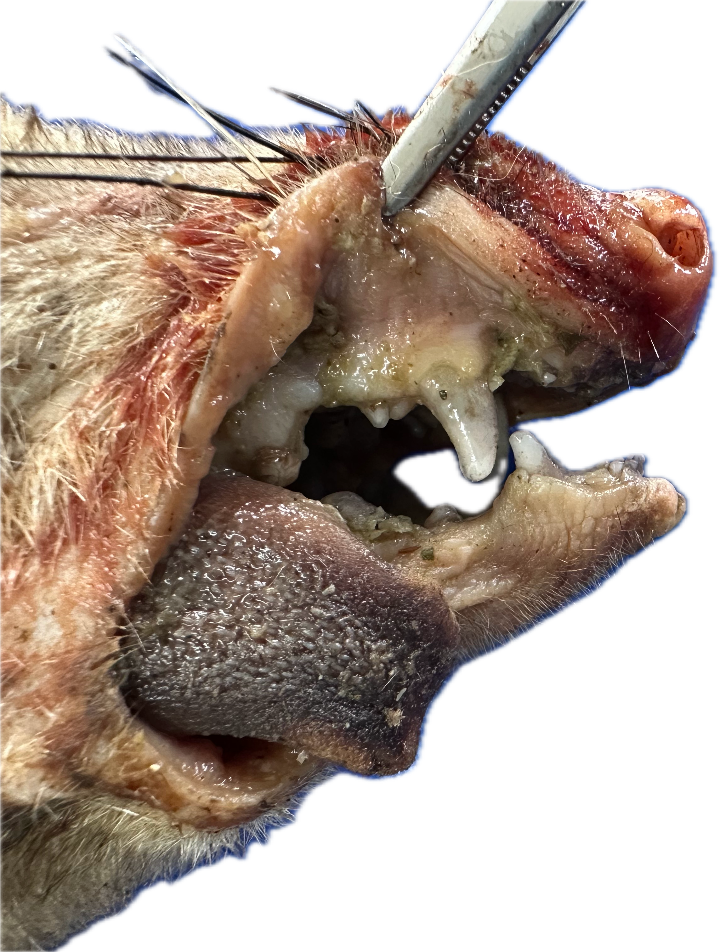 Oral/Nasal Patológico 2