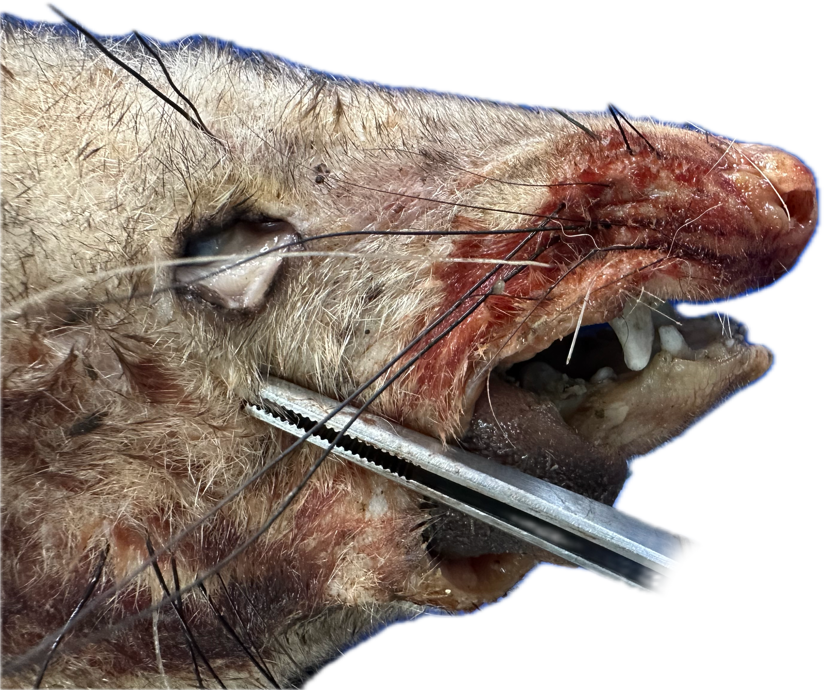 Oral/Nasal Patológico 3