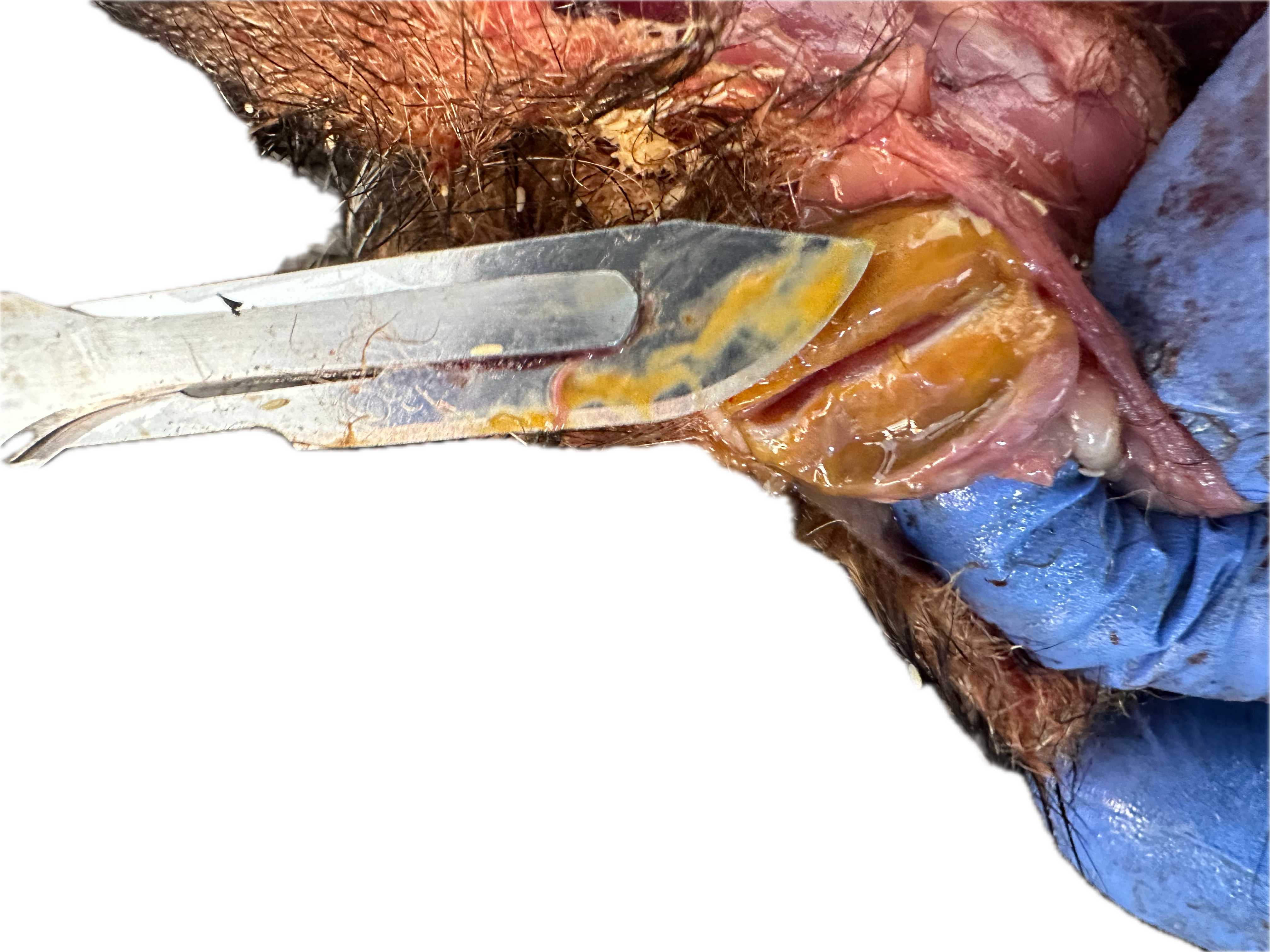 Patología Glandular 1
