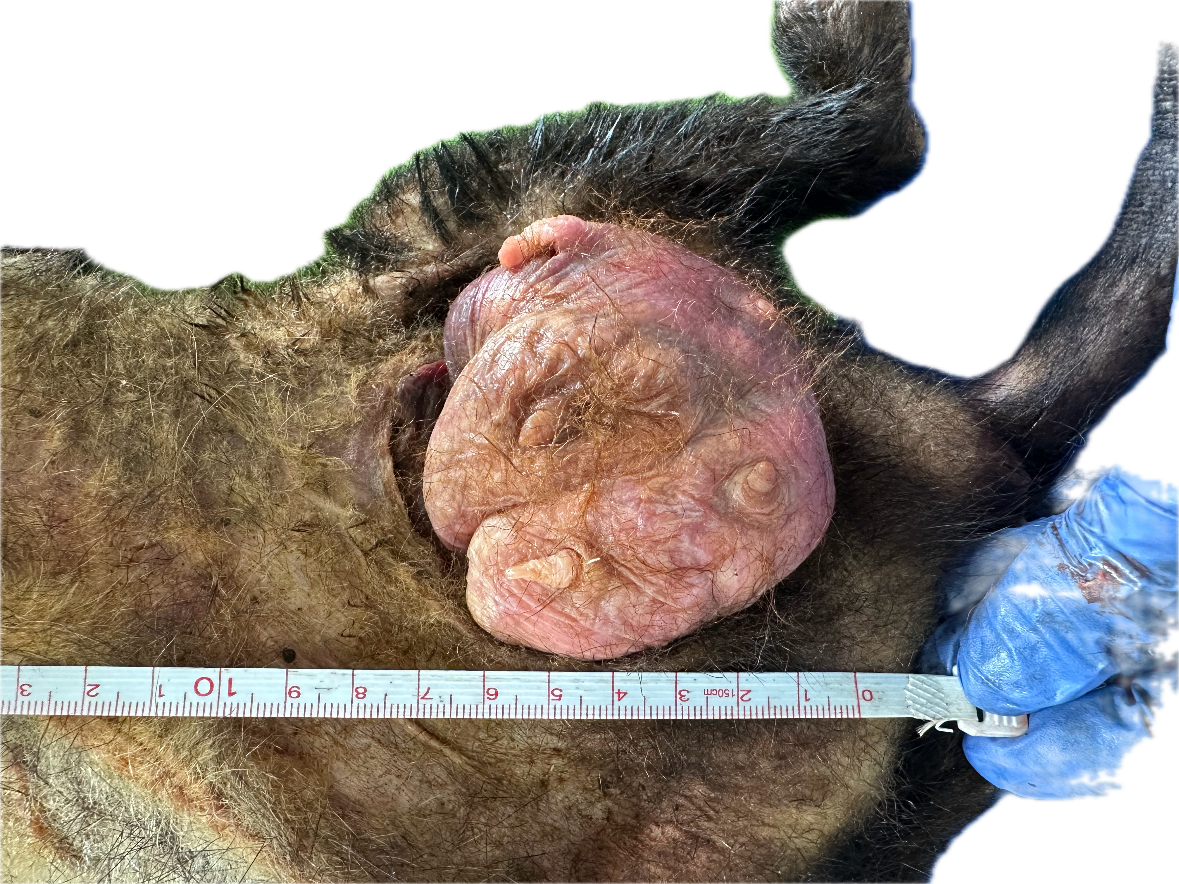 Patología Glandular 2