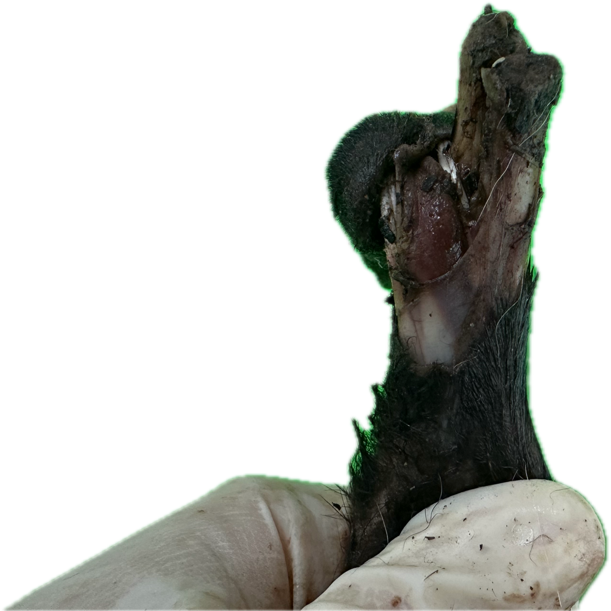 Patología Articular 2