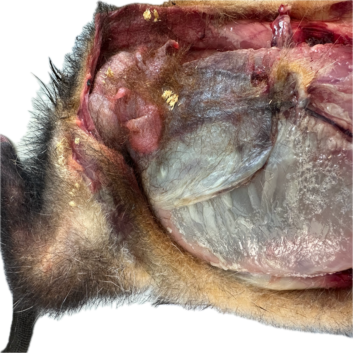 Patología Muscular 2