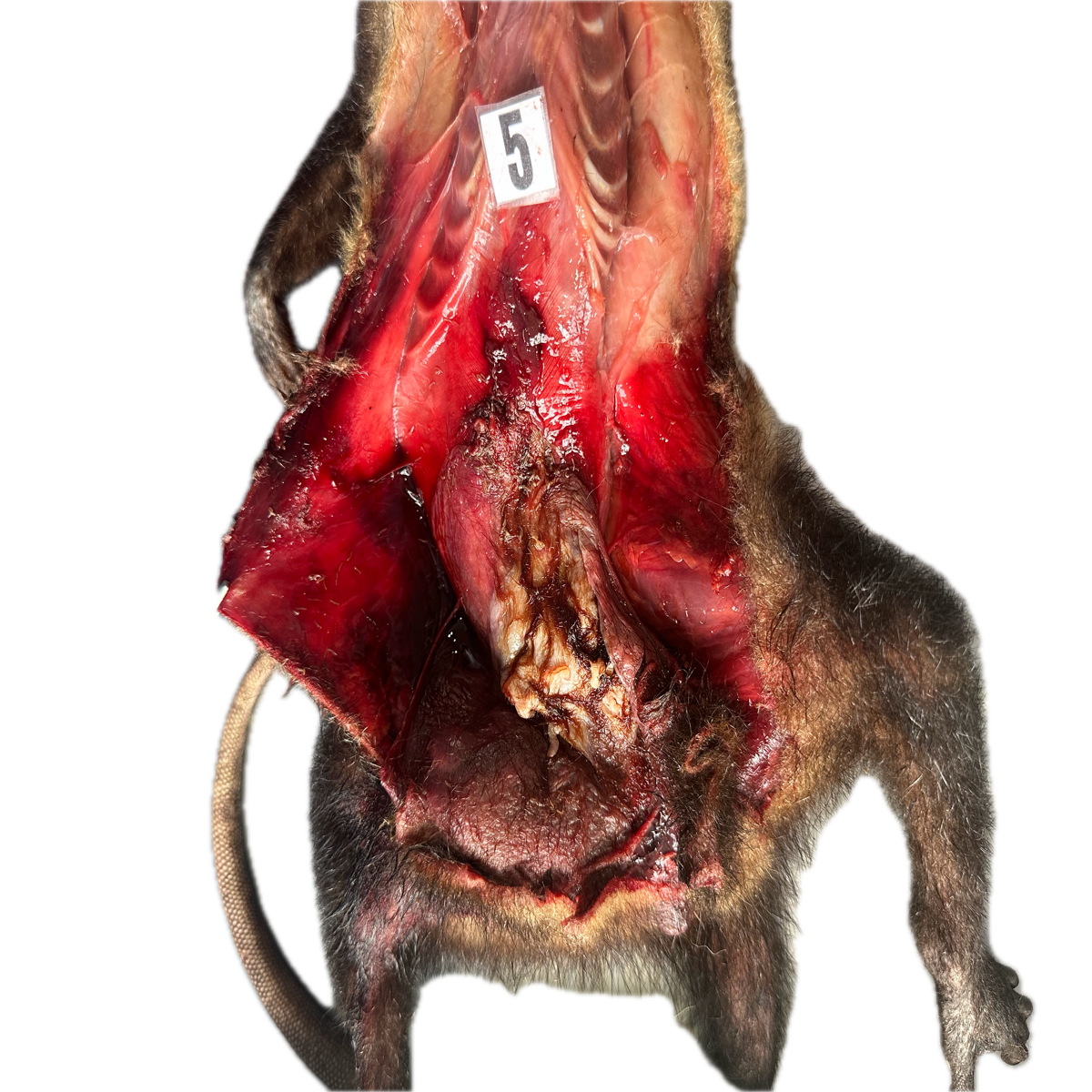 Patología Muscular 11