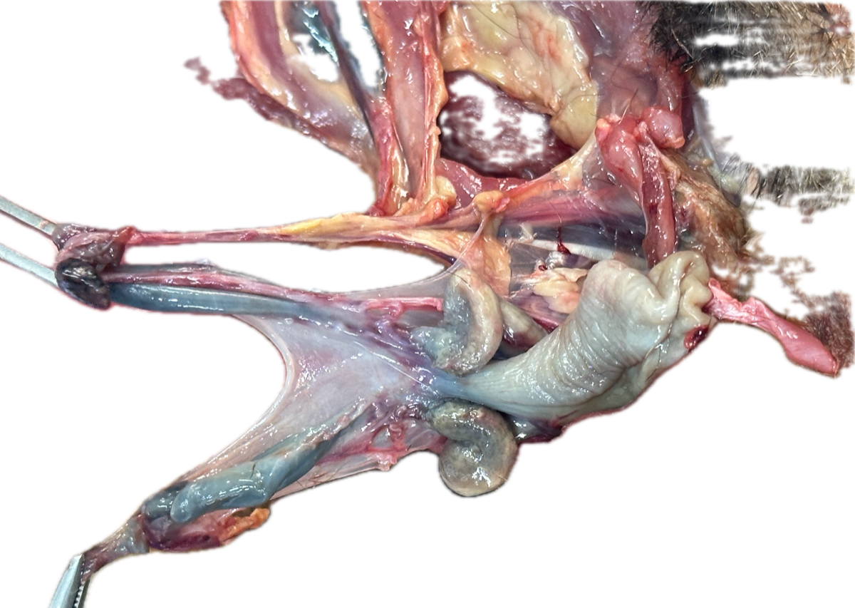 Sistema Reproductor 3