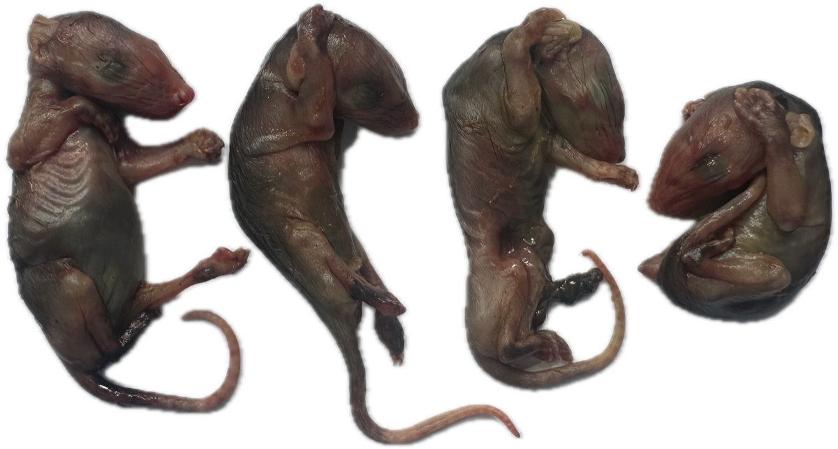Marsupio Normal 10
