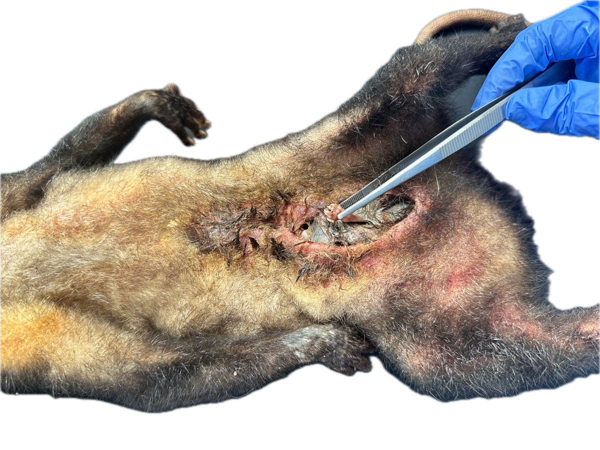Marsupio Normal 2