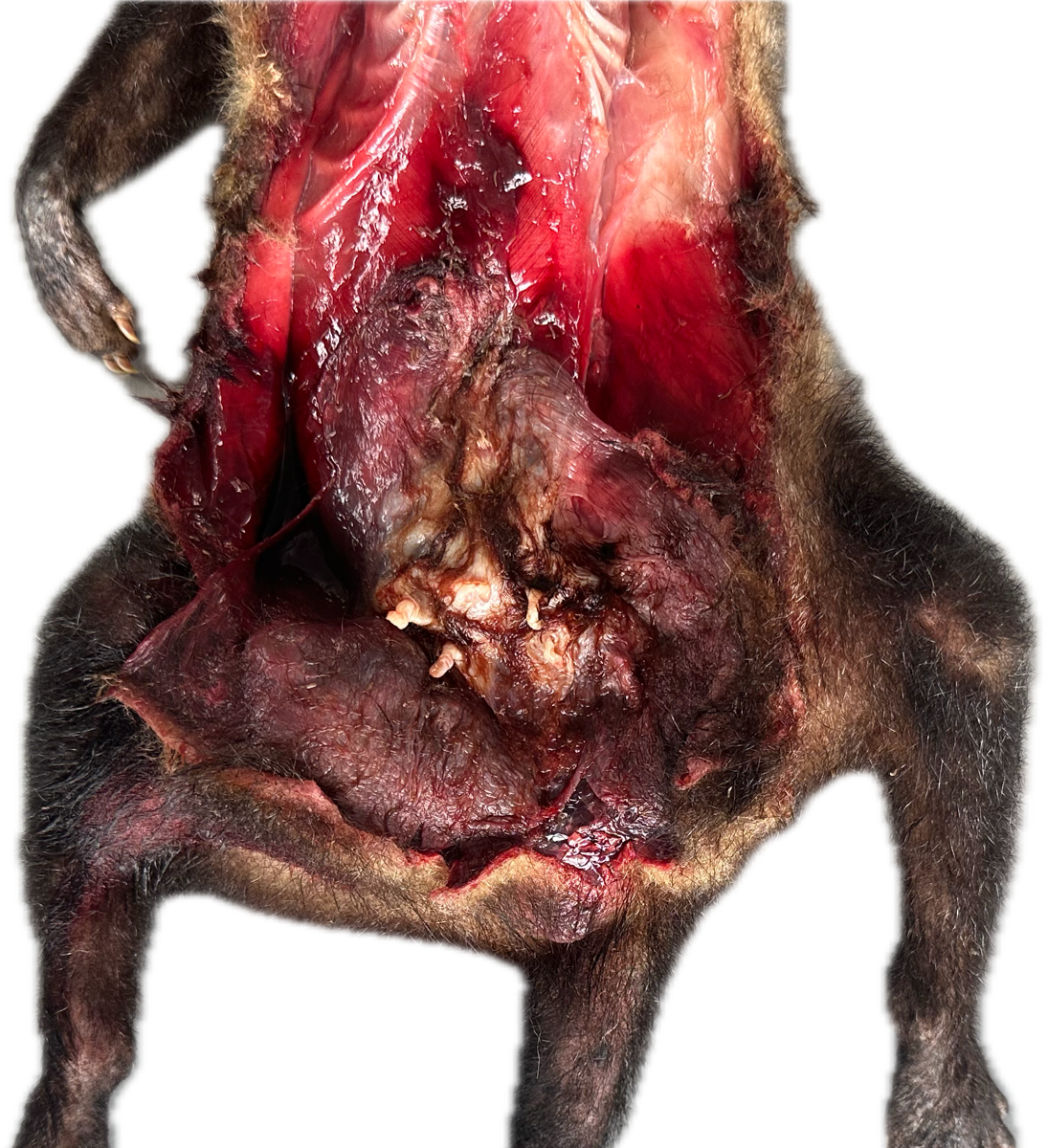 Marsupio Normal 4