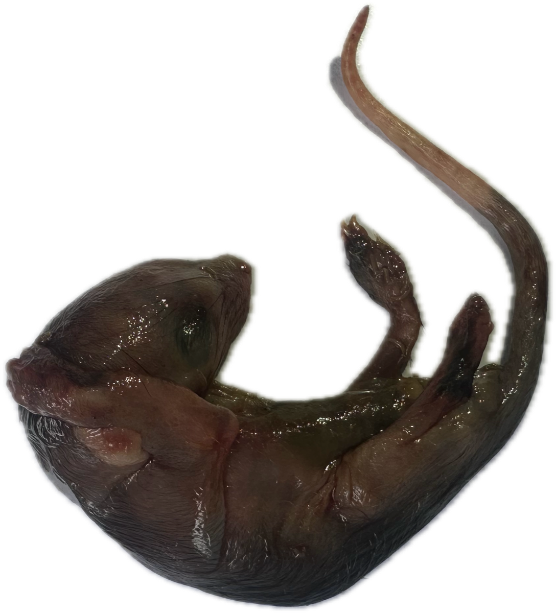 Marsupio Normal 6