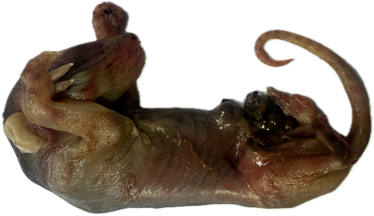 Marsupio Normal 7