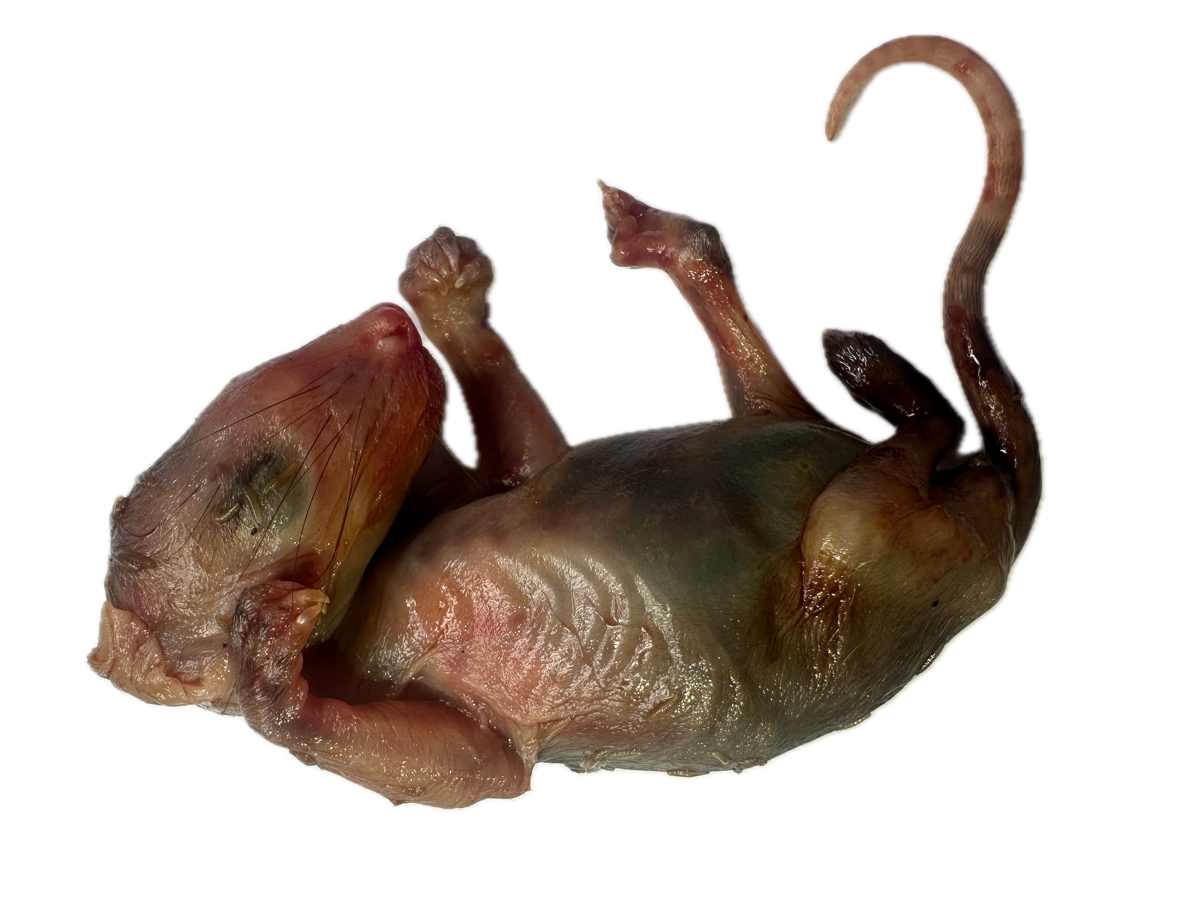 Marsupio Normal 8