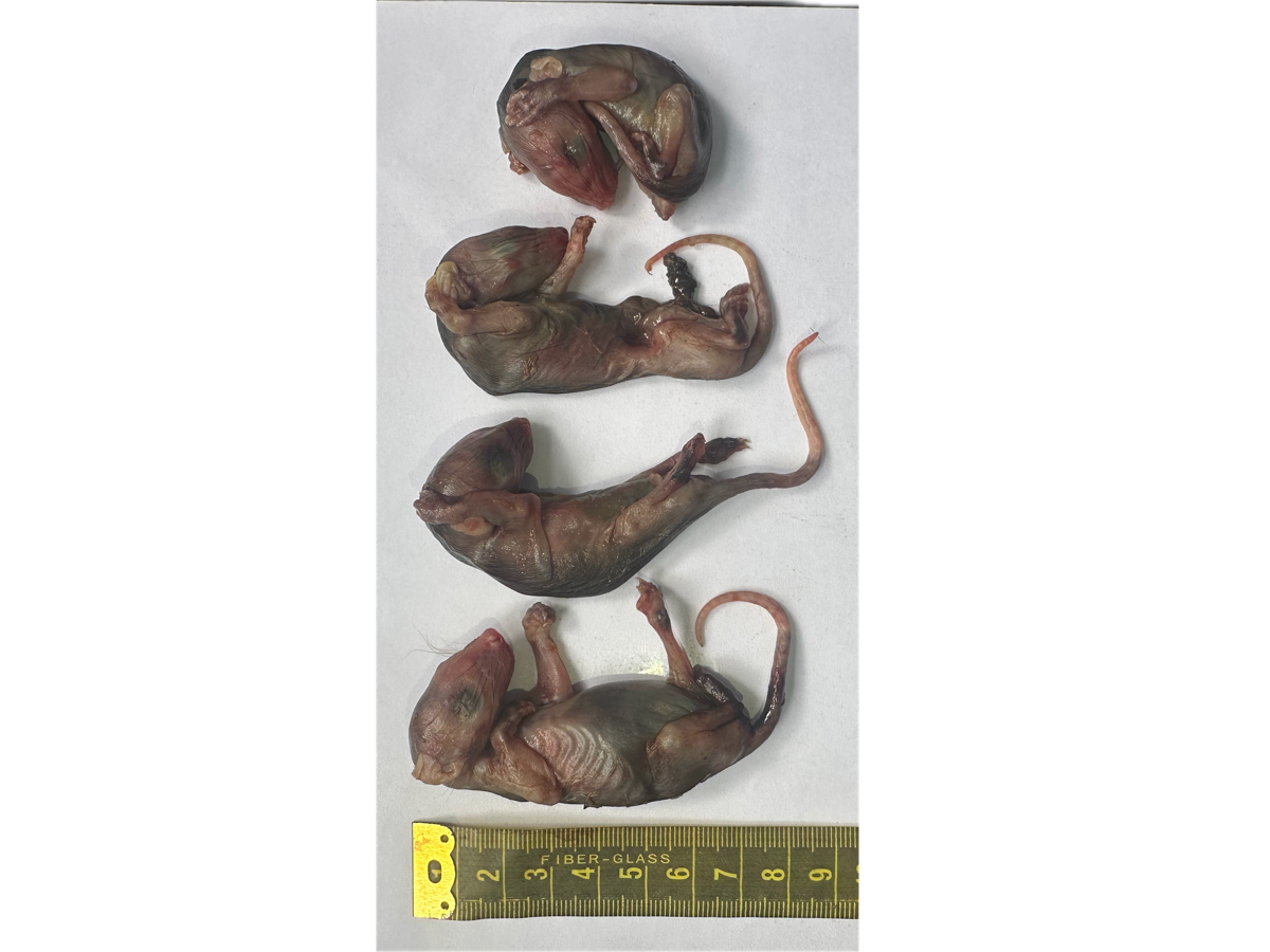 Marsupio Normal 9