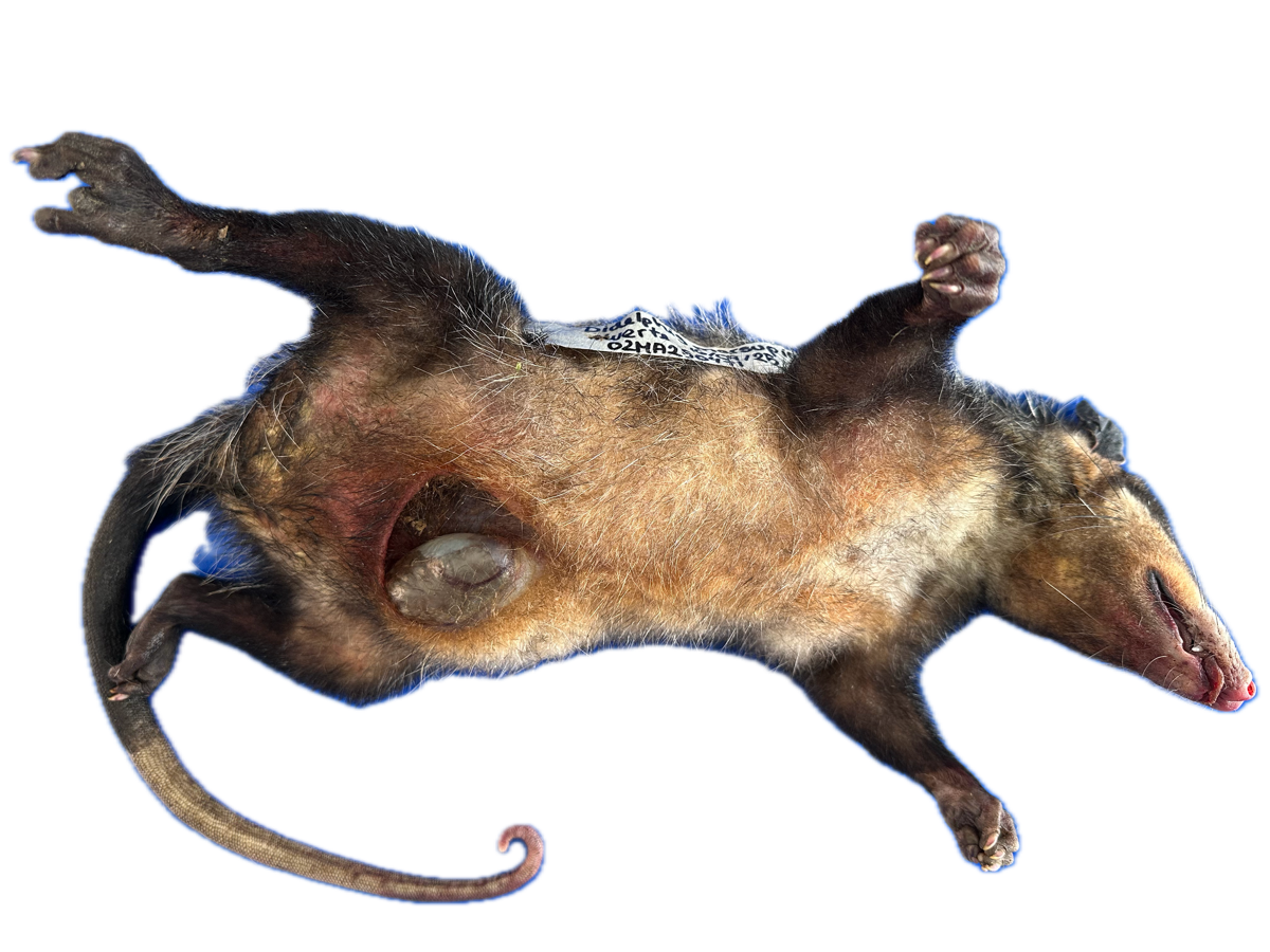 Patología Marsupio 2