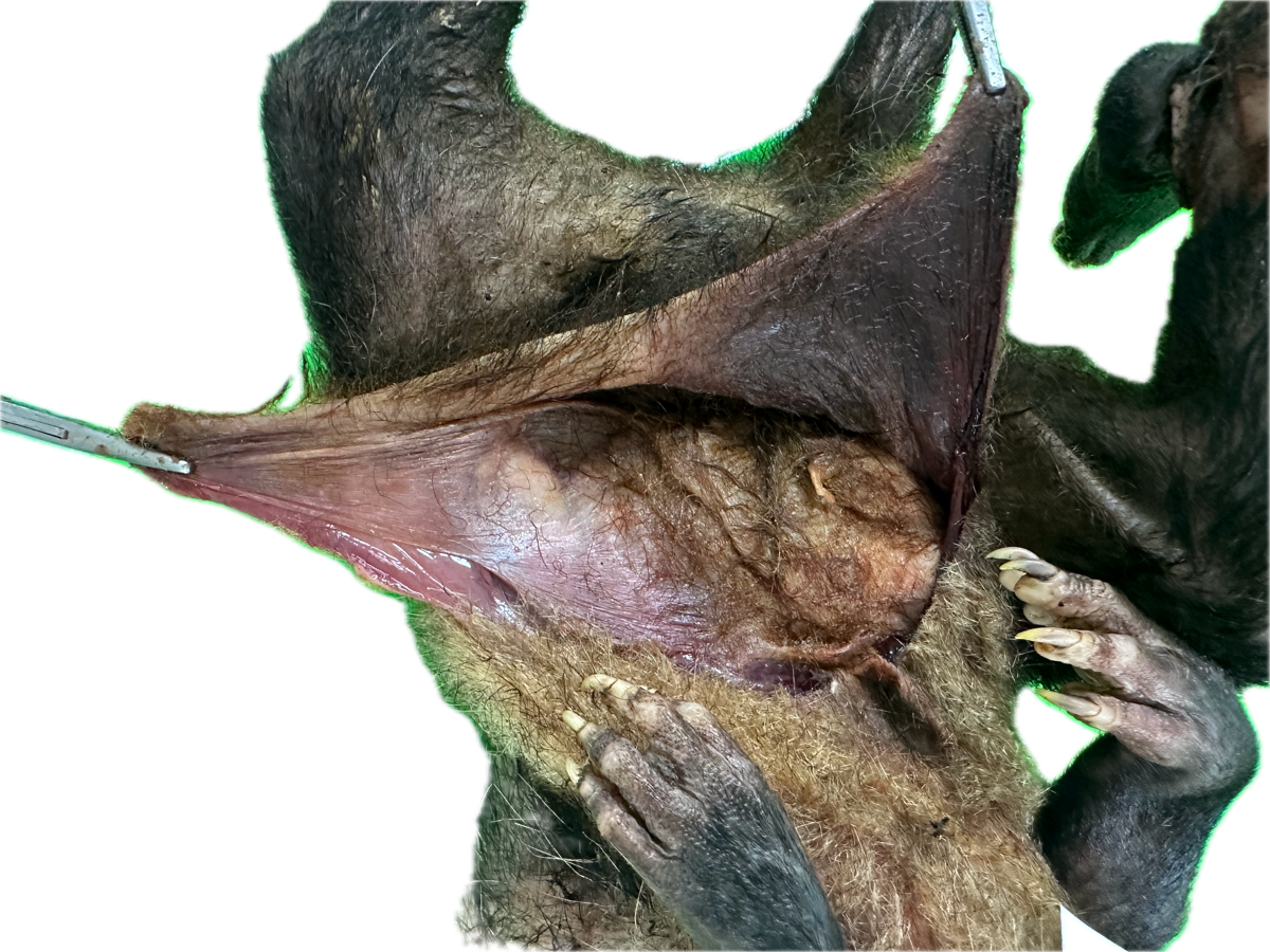 Patología Marsupio 3