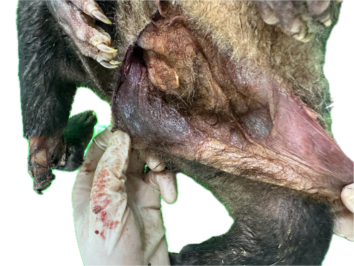 Patología Marsupio 4