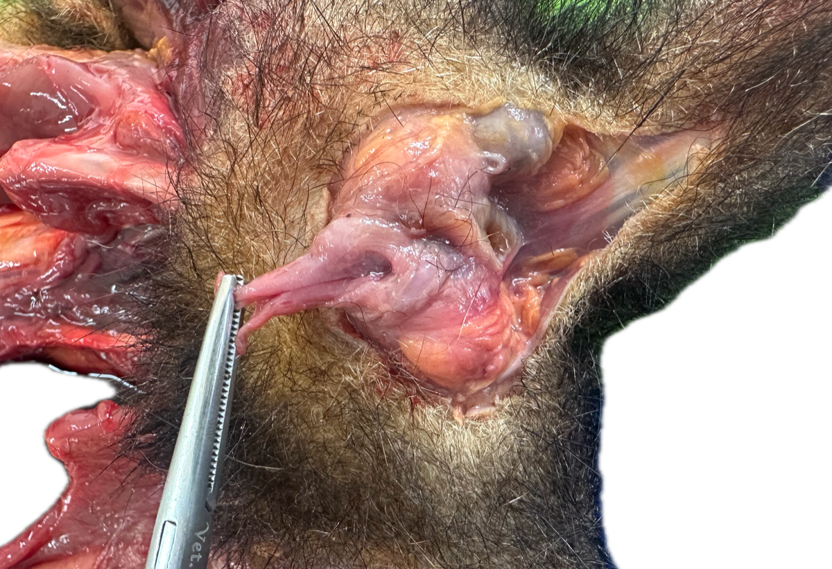 Vagina/Vulva Normal 1