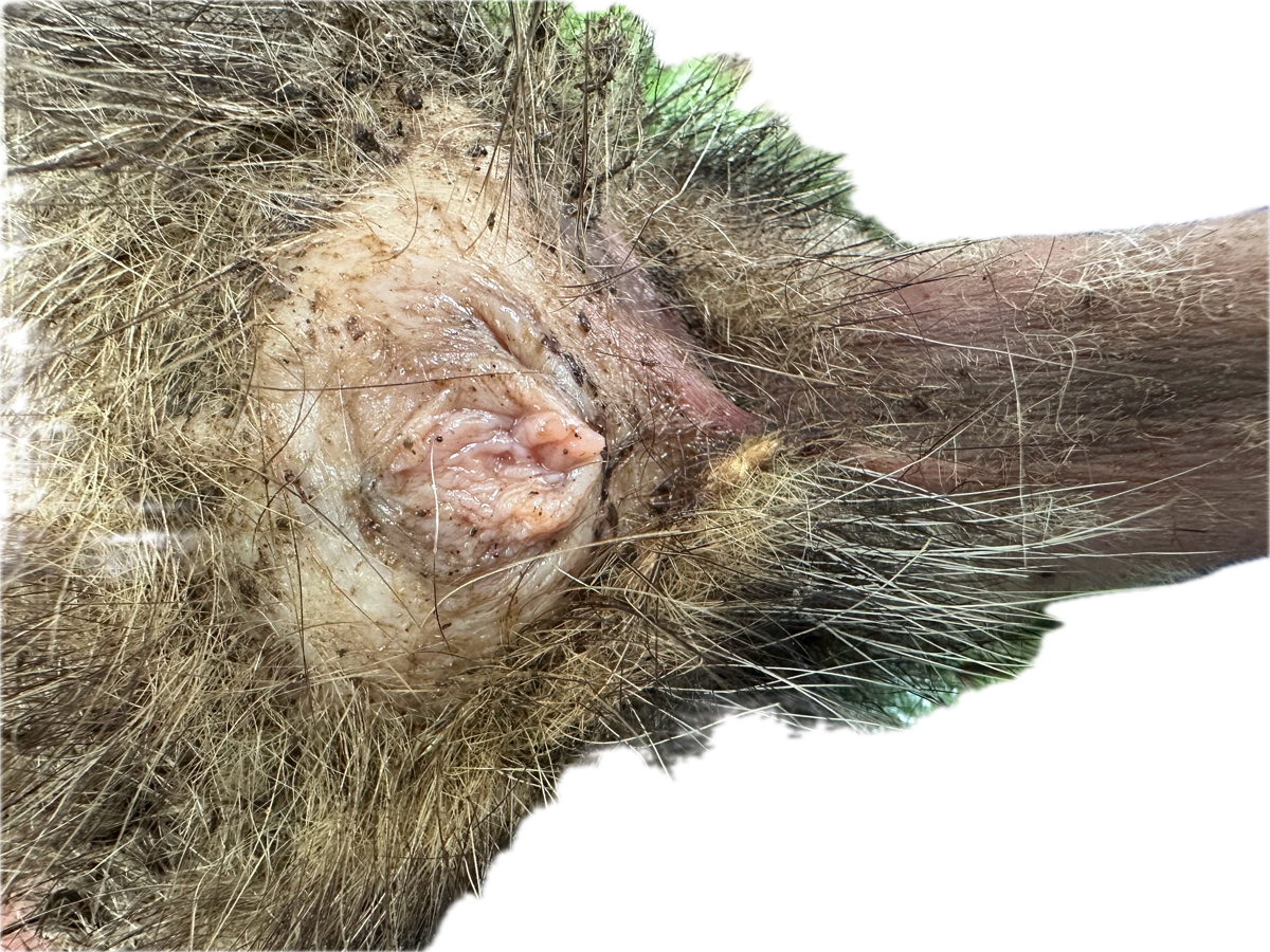 Vagina/Vulva Normal 3
