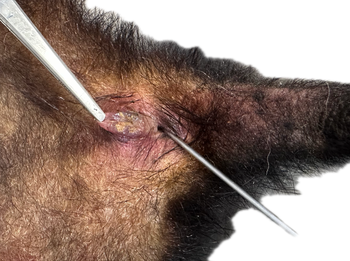 Patología Vagina/Vulva 1