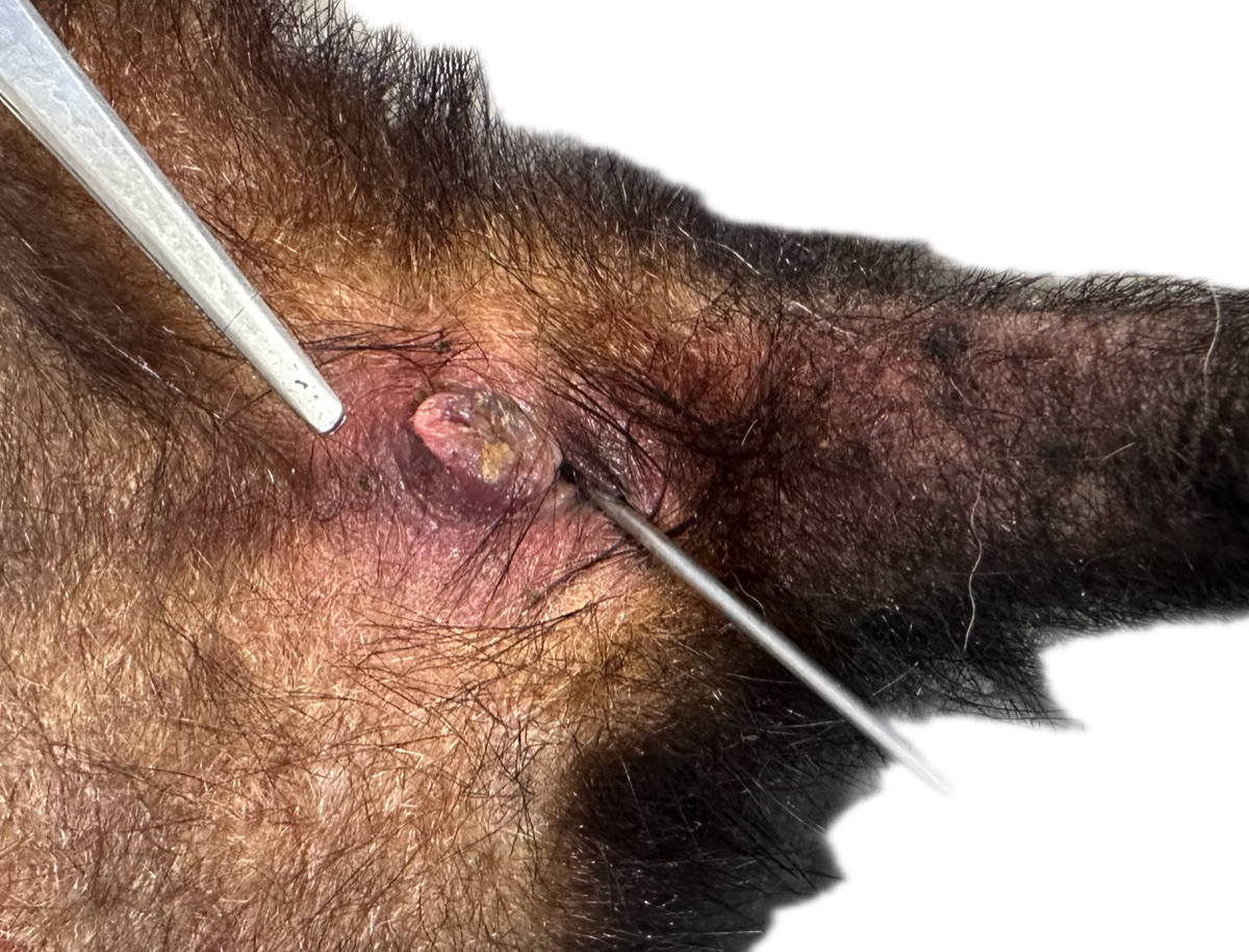 Patología Vagina/Vulva 2