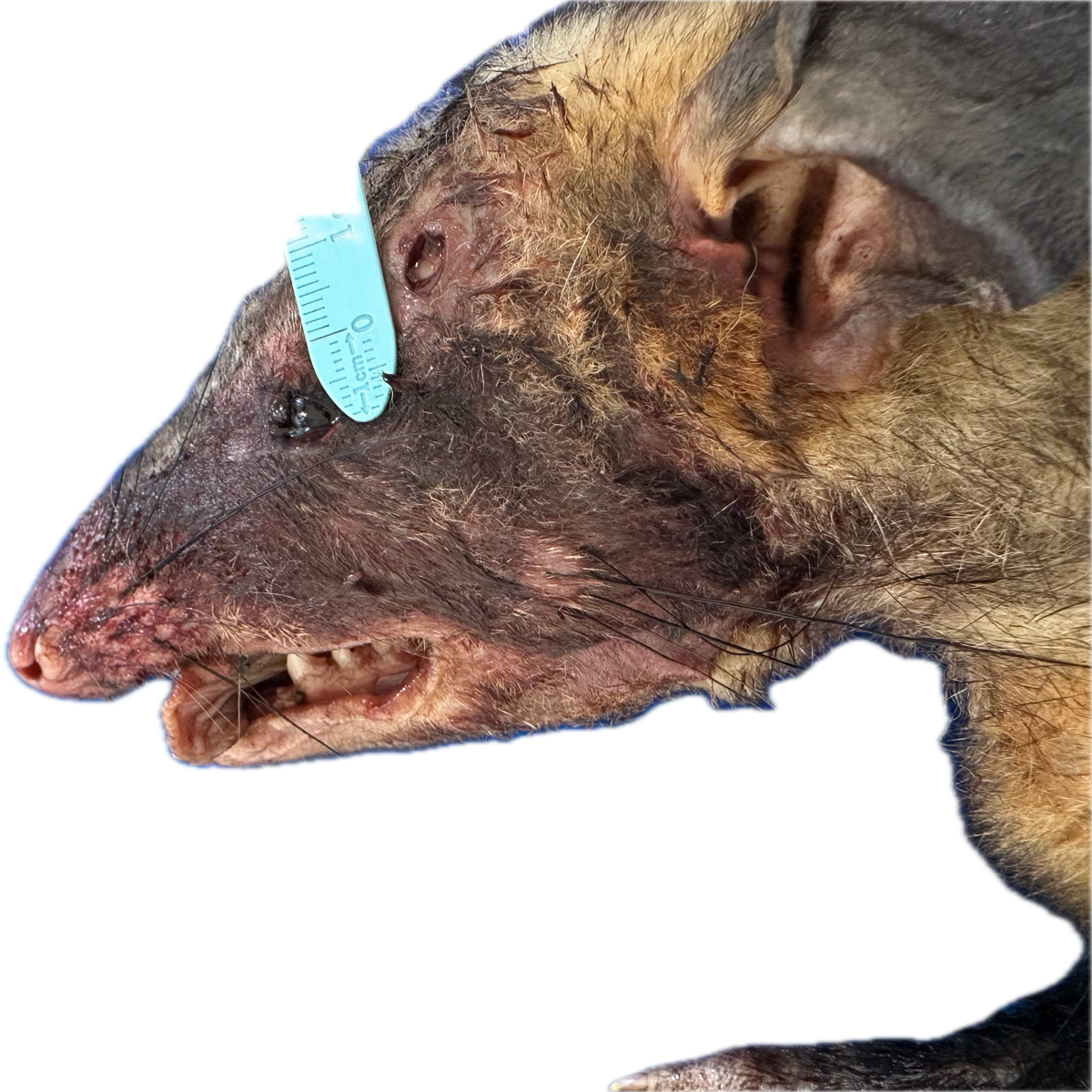 Patología Cutánea 9