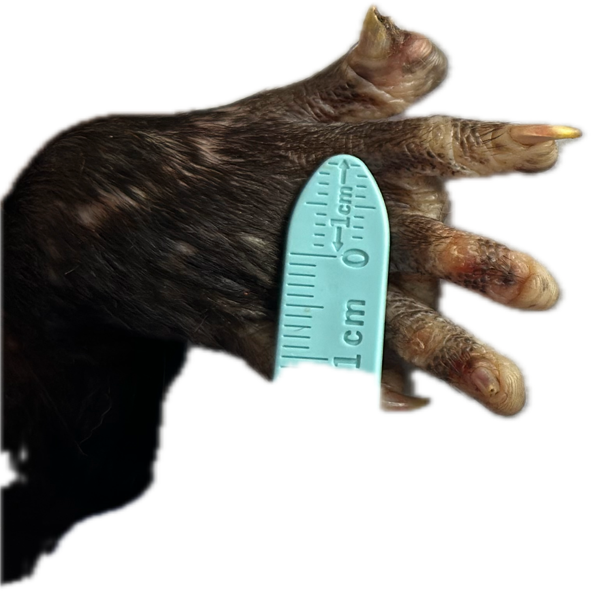 Patología Cutánea 4