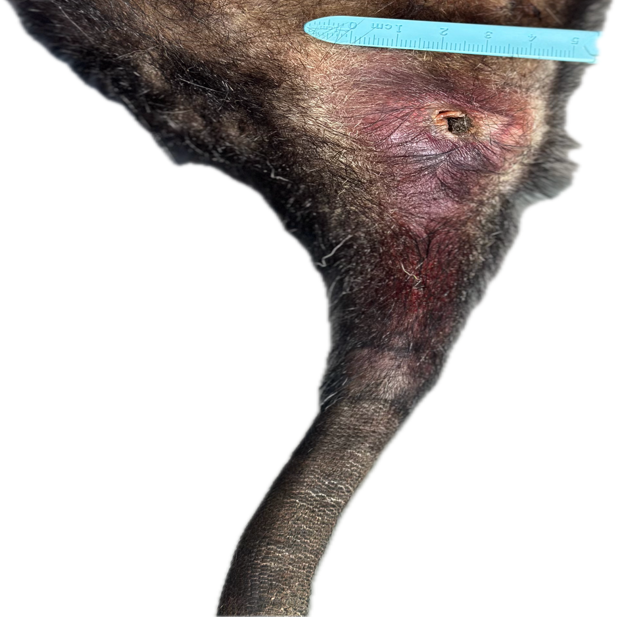 Patología Cutánea 5