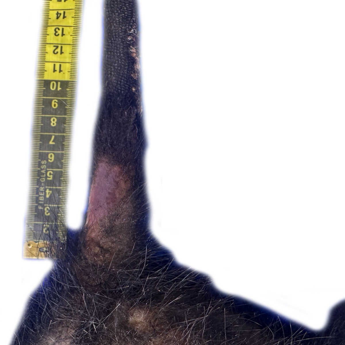 Patología Cutánea 7